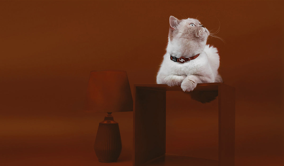 Dashi Solid Brown Cat Collar — product view 2