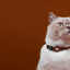 Dashi Solid Brown Cat Collar — product view 3
