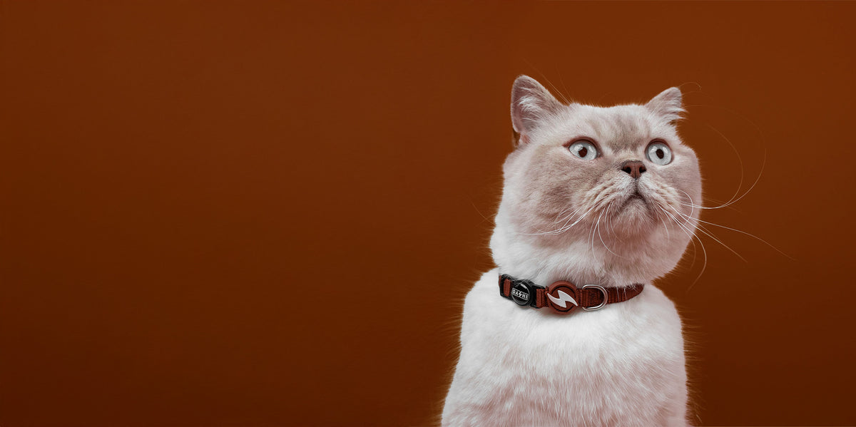 Dashi Solid Brown Cat Collar — product view 3
