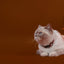 Dashi Solid Brown Cat Collar — product view 4