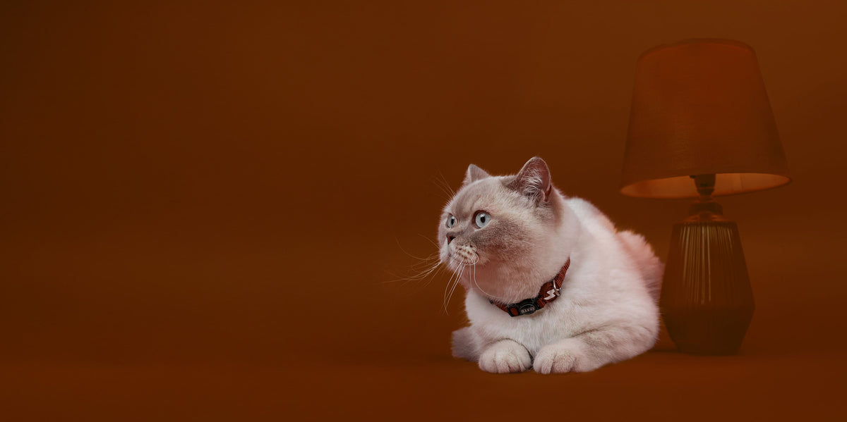 Dashi Solid Brown Cat Collar — product view 4