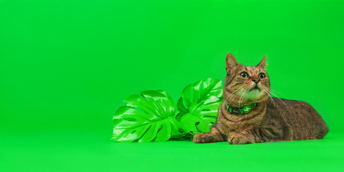 Dashi Solid Green Cat Collar — product view 3