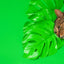 Dashi Solid Green Cat Collar — product view 4