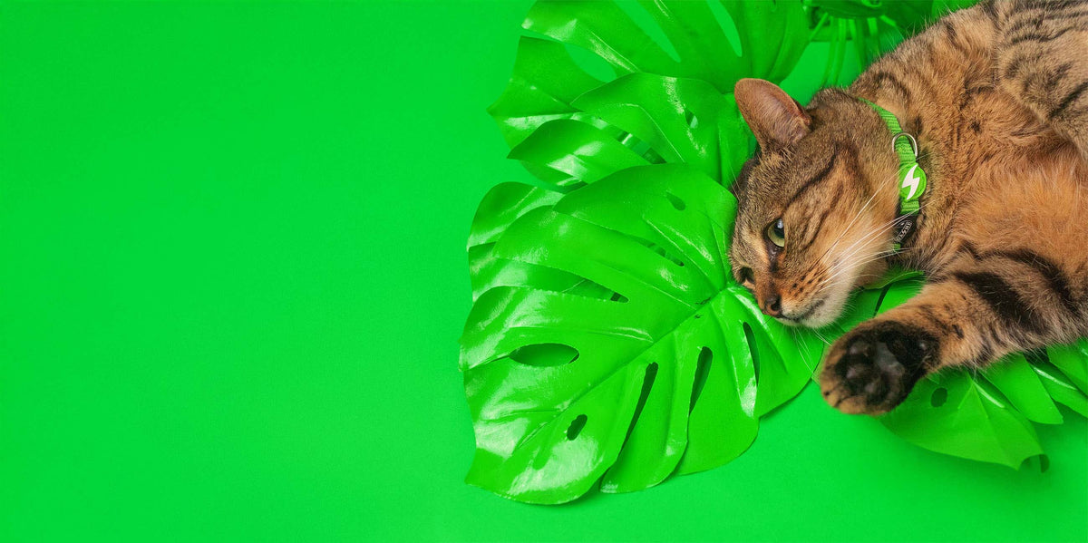 Dashi Solid Green Cat Collar — product view 4