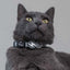Dashi Solid Grey Cat Collar — product view 2