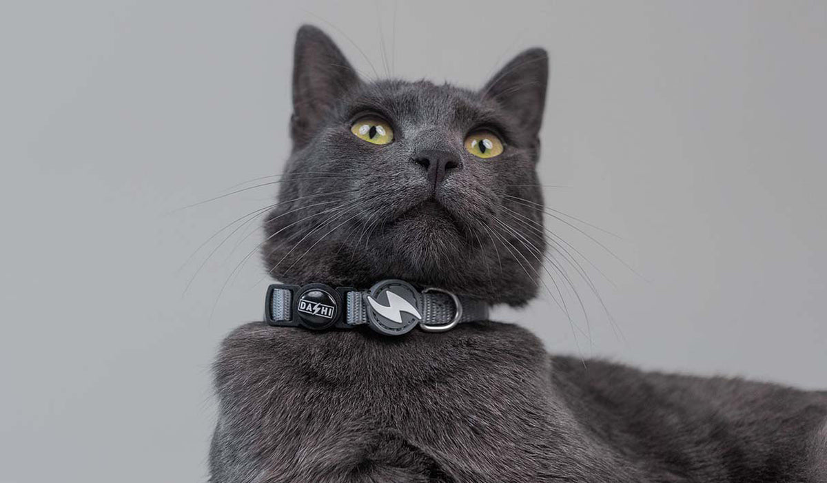 Dashi Solid Grey Cat Collar — product view 2
