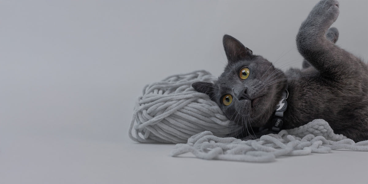 Dashi Solid Grey Cat Collar — product view 3