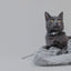 Dashi Solid Grey Cat Collar — product view 4