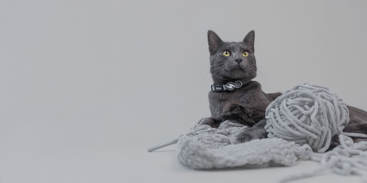 Dashi Solid Grey Cat Collar — product view 4
