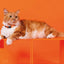 Dashi Solid Orange Cat Collar — product view 2