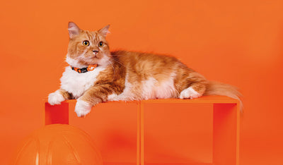 Dashi Solid Orange Cat Collar — product view 2
