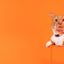 Dashi Solid Orange Cat Collar — product view 3