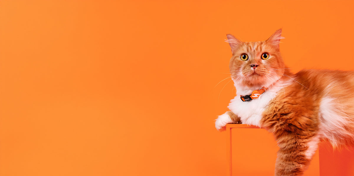Dashi Solid Orange Cat Collar — product view 3