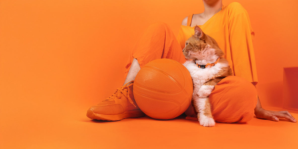Dashi Solid Orange Cat Collar — product view 4