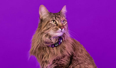 Dashi Solid Purple Cat Collar — product view 2