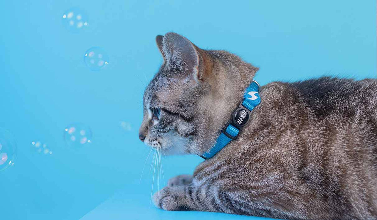 Dashi Solid Sky Blue Cat Collar — product view 2
