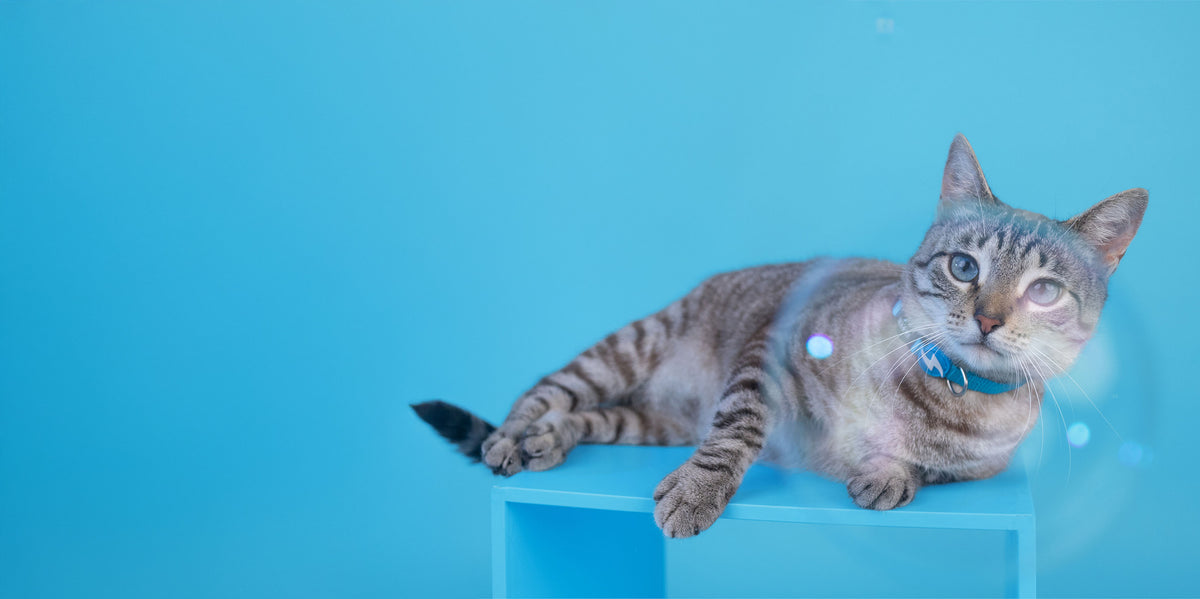 Dashi Solid Sky Blue Cat Collar — product view 3