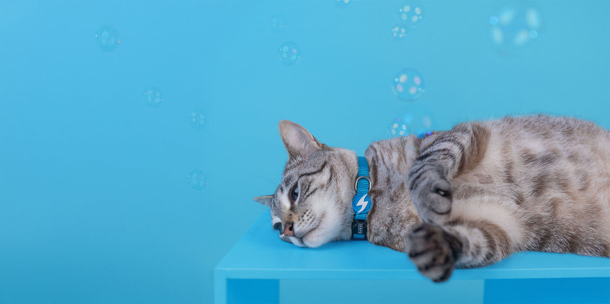 Dashi Solid Sky Blue Cat Collar — product view 4
