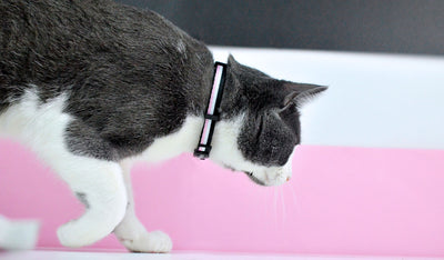 Dashi Stripes3 Pink & Black Cat Collar — product view 2