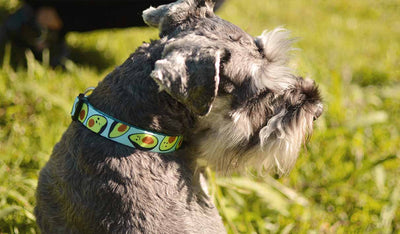 Dashi Avocado Collar — product view 2