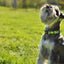 Dashi Avocado Collar — product view 4
