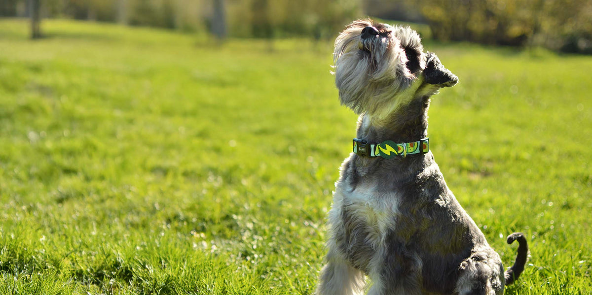 Dashi Avocado Collar — product view 4