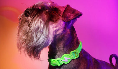 Dashi Neon Green Collar — product view 2