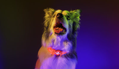 Dashi Neon Orange Collar — product view 2