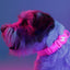 Dashi Neon Pink Collar — product view 2