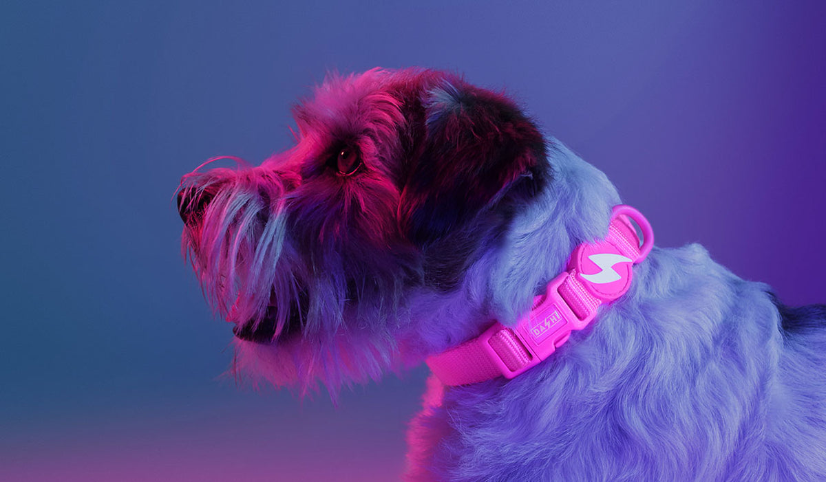 Dashi Neon Pink Collar — product view 2