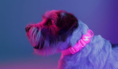 Dashi Neon Pink Collar — product view 2