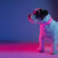 Dashi Neon Pink Collar — product view 3