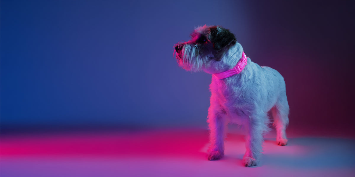 Dashi Neon Pink Collar — product view 3