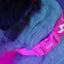 Dashi Neon Pink Collar — product view 4