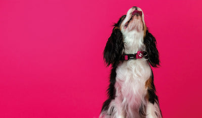 Dashi Solid Pink Collar — product view 2