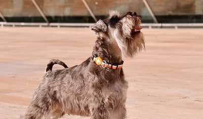 Dashi STRIPES³ Orange & Black Collar — product view 2