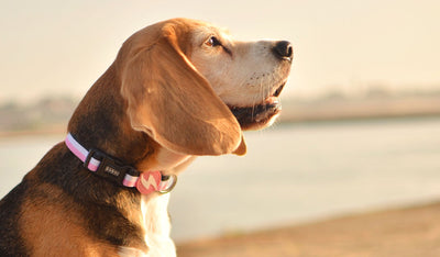 Dashi STRIPES³ Pink & Black Collar — product view 2