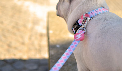 Dashi Coral Leash — product view 2