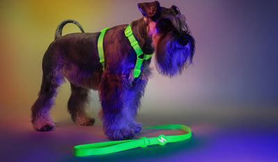 Dashi Neon Green Leash — product view 2