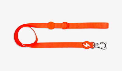 Dashi Neon Orange Leash — official Dashi product photo