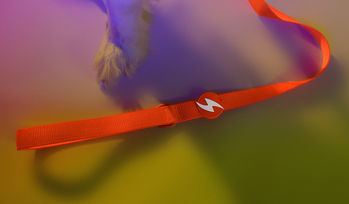 Dashi Neon Orange Leash — product view 2