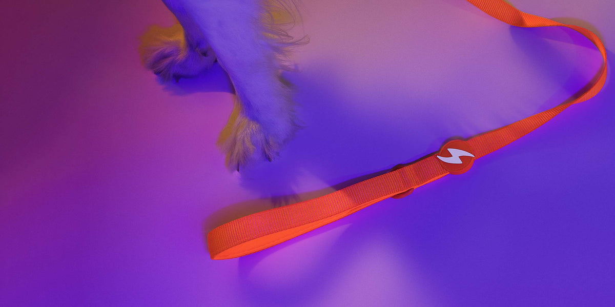 Dashi Neon Orange Leash — product view 3