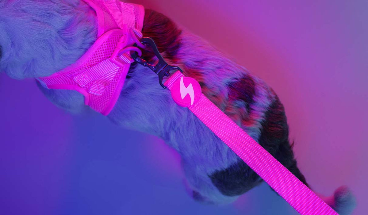 Dashi Neon Pink Leash — product view 2