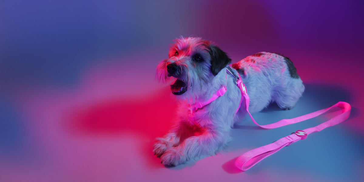 Dashi Neon Pink Leash — product view 3