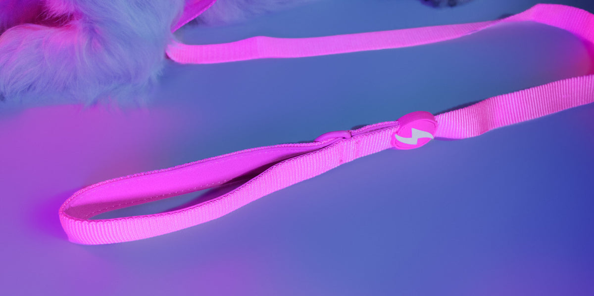 Dashi Neon Pink Leash — product view 4
