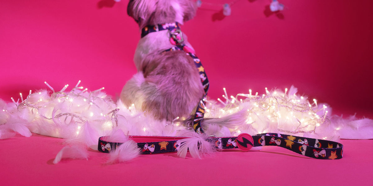 Dashi Unicorn Leash — product view 3