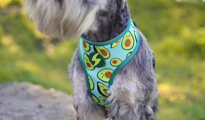 Dashi Avocado Neo Mesh Harness — product view 2