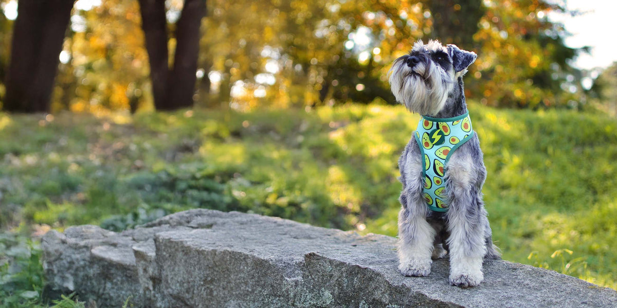 Dashi Avocado Neo Mesh Harness — product view 3