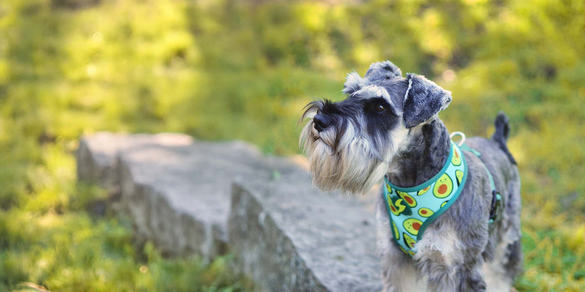 Dashi Avocado Neo Mesh Harness — product view 4