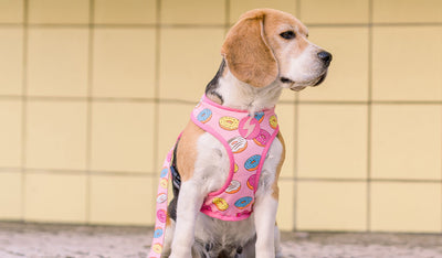 Dashi Donut Neo Mesh Harness — product view 2